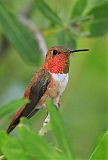 Rufous Hummingbird